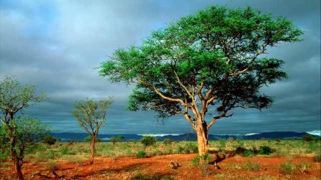 Amazing Africa Landscape 