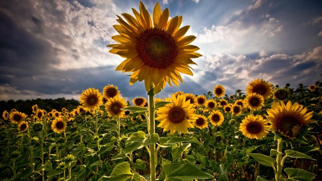 graphics, sunflowers, flowers 
