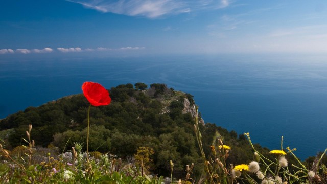 countries, italy, poppy, flowers, nature, mountains, sky, water