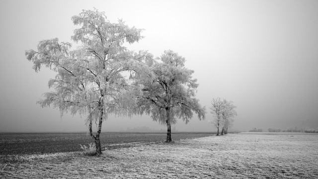 Winter Frozen Trees 
