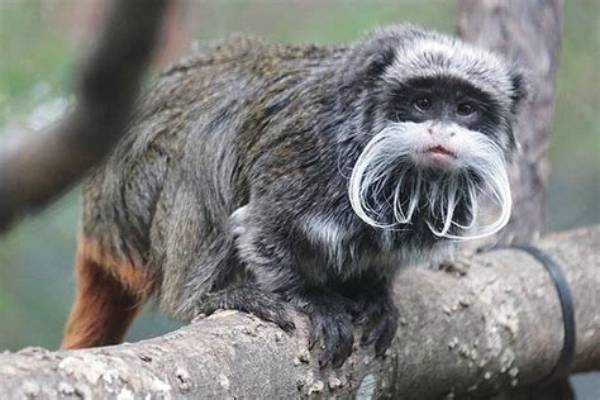 2 Tamarin Monkeys Have Gone Missing from the Dallas Zoo
