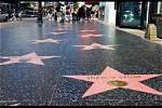 A Hollywood Star on the Rise