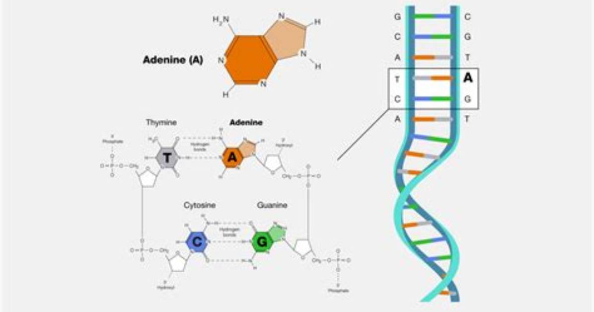 Adenine's Dance with Its Dna Partner