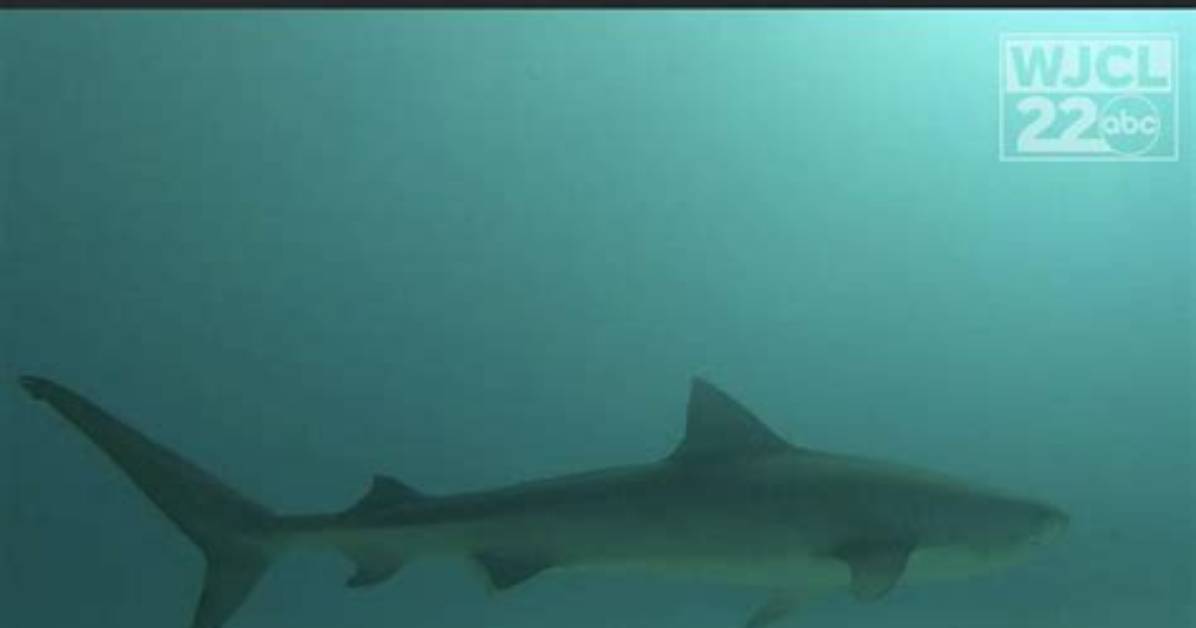 All About Shark Attacks in Hilton Head: What You Need to Know
