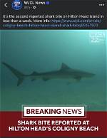 All About Shark Attacks in Hilton Head: What You Need to Know