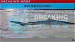 Beware: Hilton Head Island's Shark Attacks