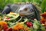 Can Iguanas Delight in the Taste of Green Peppers?