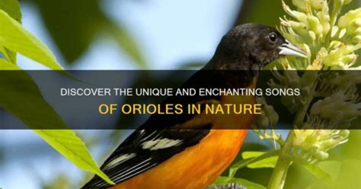 Discover the Enchanting History of the Orioles