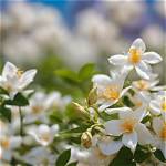 Discover the Enchanting Jasmine Flowers: a Guide to Fragrance and Beauty