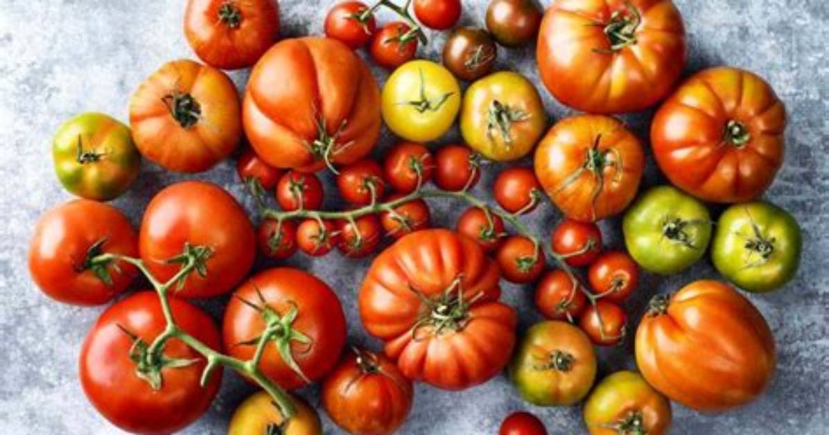 Discovering the Richness of Tomatoes Delmonico