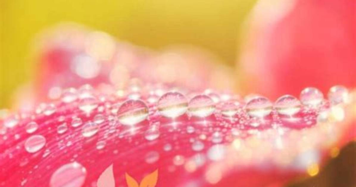Embracing the Raindrops: Good Morning Wishes for the Rainy Season