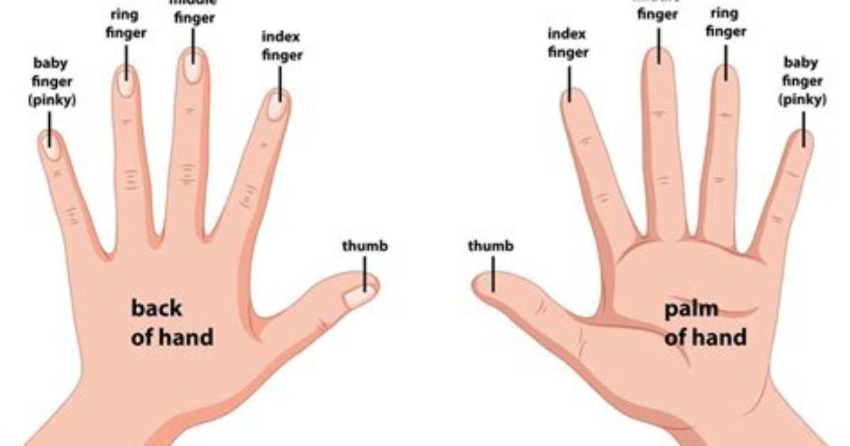Essential Knowledge for Understanding Hand Function