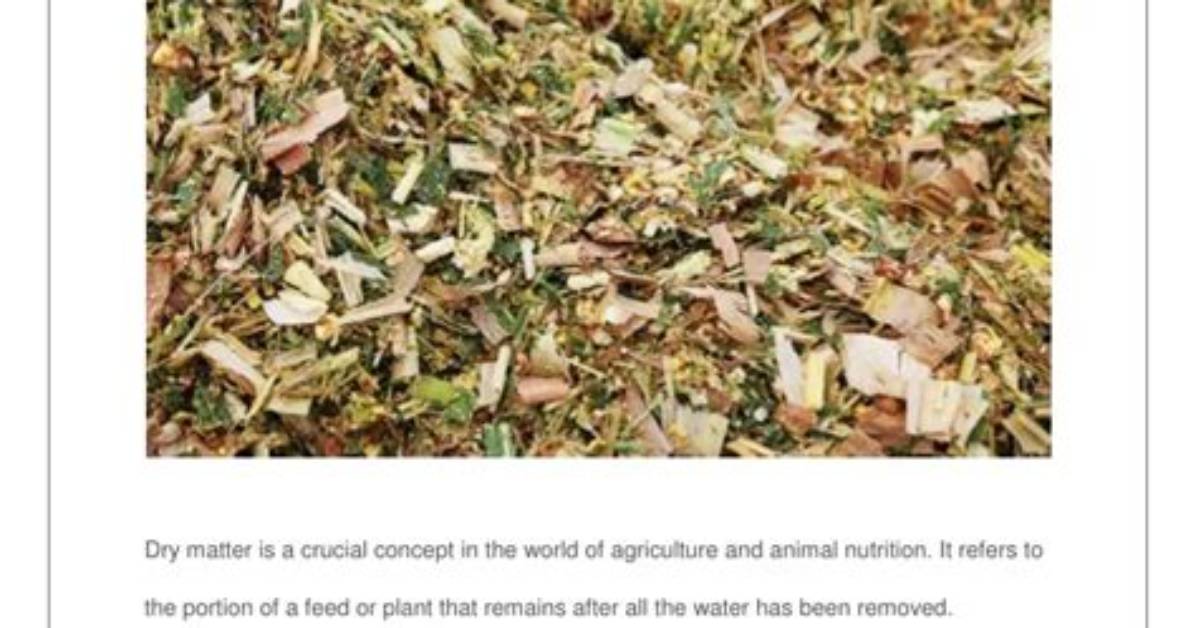 Everything You Need to Know About Dry Begging