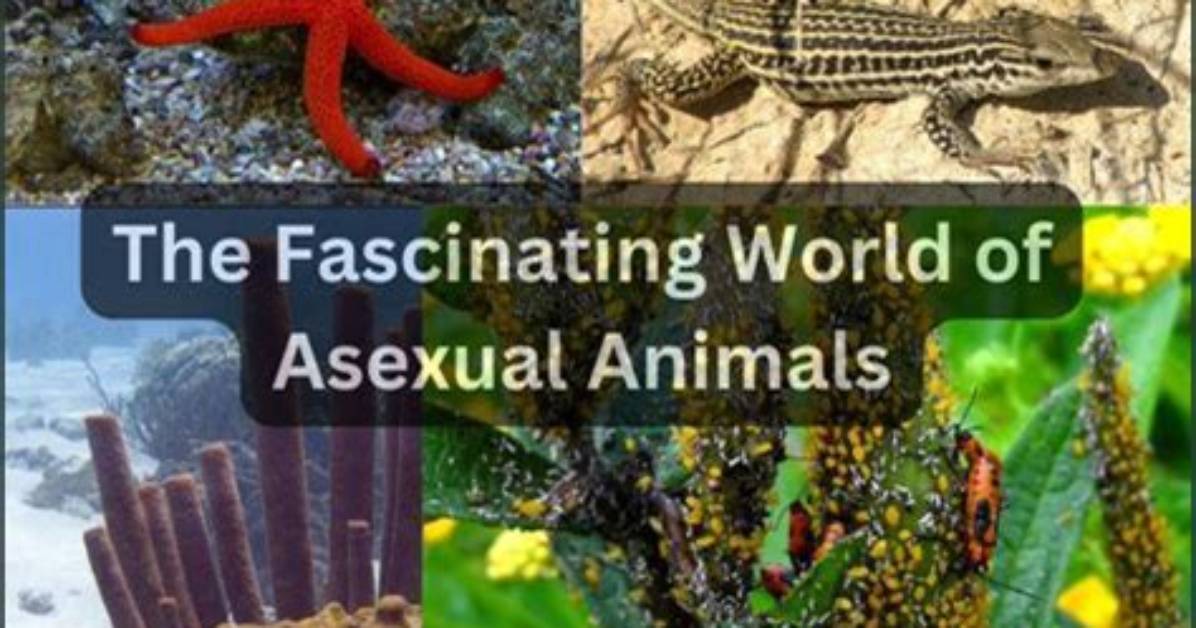 Exploring the Fascinating World of Mellstroy Wiki