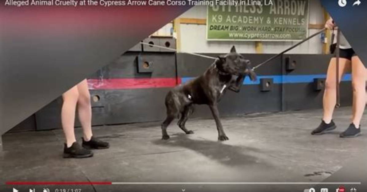 Exposing Cypress Arrow K9 Academy's Dark Secrets