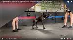 Exposing Cypress Arrow K9 Academy's Dark Secrets