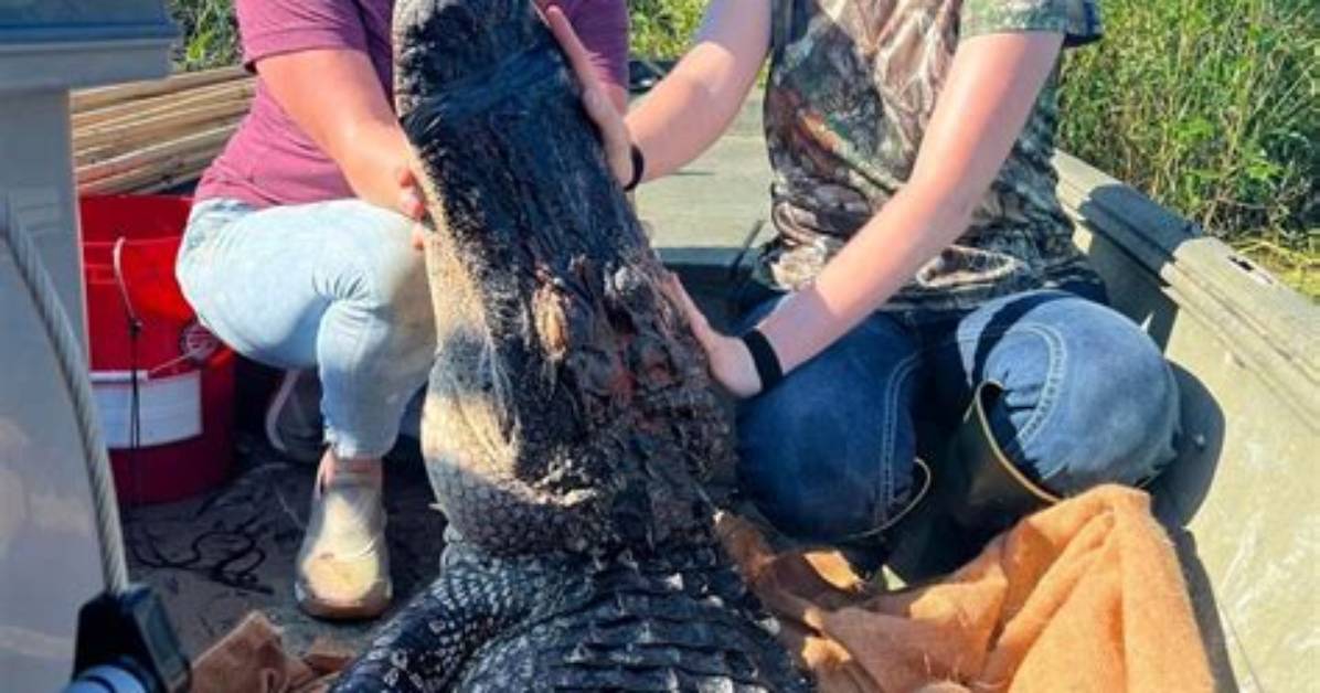 Facts About New Hunter Anna Ribbeck on Swamp People