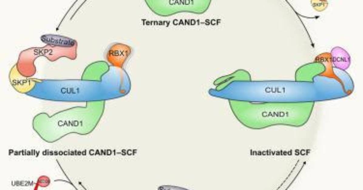 Fbox: a Comprehensive Guide to Its Essential Role in Cellular Processes