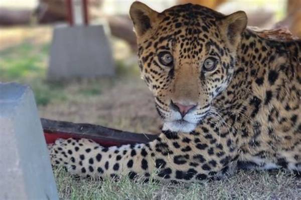 ‘Filthy’ Jaguar Cub Abandoned Outside California Sanctuary Is Thriving and Happy a Year Later