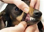 Find the Best Veterinarian in Palm Harbor, Fl: Top-Rated Pet Care