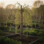 Grow Your Own Willow Sapling: the Ultimate Osrs Guide