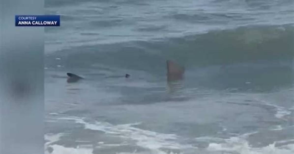 Hilton Head Shark Attacks 2024: What You Need to Know