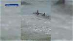 Hilton Head Shark Attacks: a Comprehensive Guide