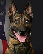 How Did Lasd K9 Jack Die? Killed by Suspect During Barricade in Gardena Explained