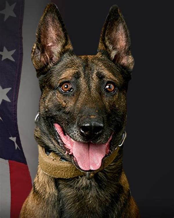 How Did Lasd K9 Jack Die? Killed by Suspect During Barricade in Gardena Explained