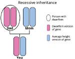 Is Dwarfism Inherited? the Truth About Peter Dinklage's Children