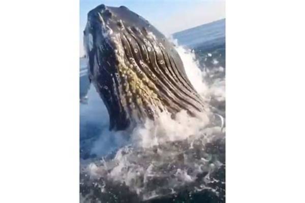Man Captures ‘Epic’ Footage of Breaching Whale Knocking Against Boat While Father Was Fishing