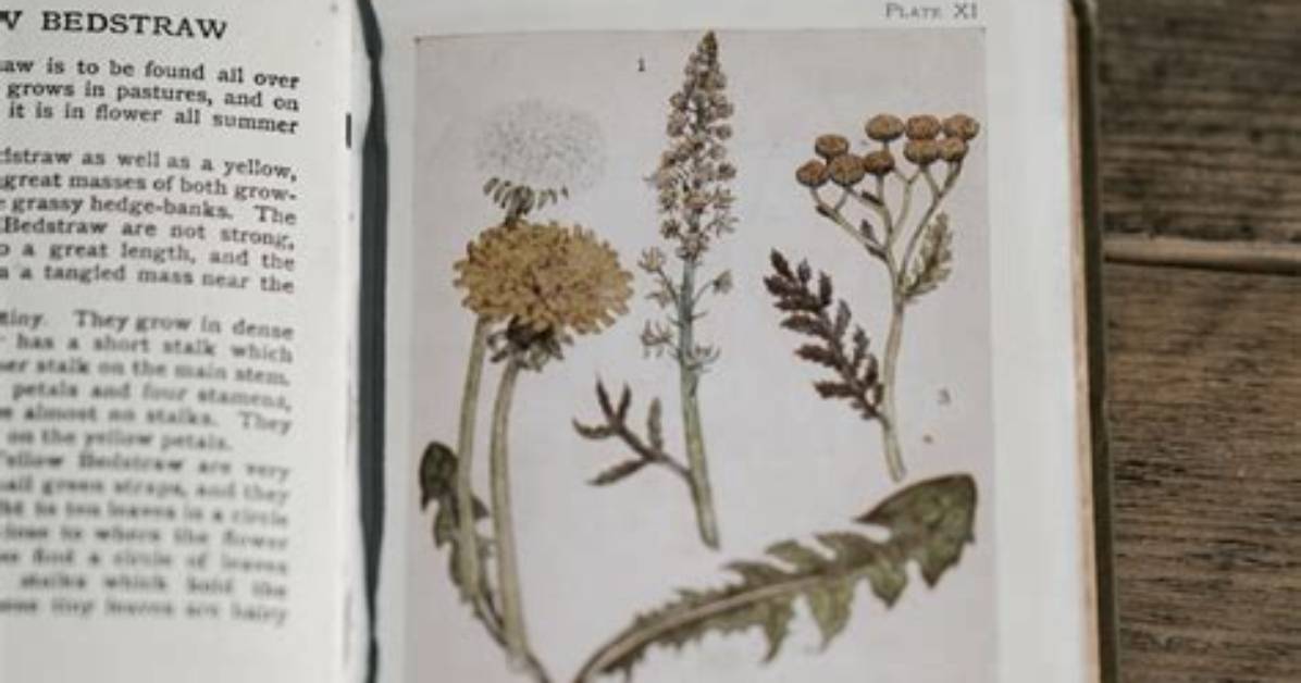 Medicinal Marvels and Botanical Insights