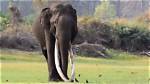 Mr Kabini Elephant Death Cause Age 30, What Happened?