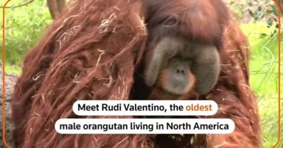 Rudi Valentino, North America’s Oldest Male Orangutan Dies at 45