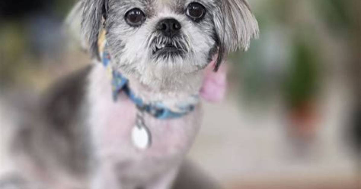Sally Is a Dog – Kevin Height, Weight, Net Worth, Age, Birthday, Wikipedia, Who, Instagram, Biography