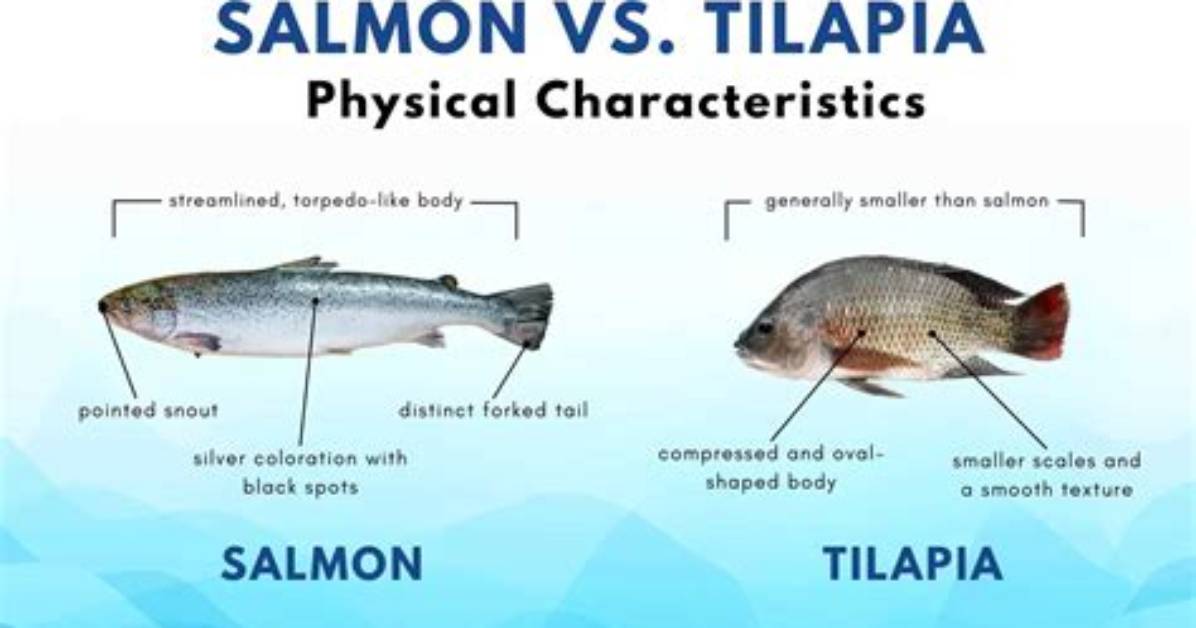 Salmon vs Tilapia: Uncover the Surprising Truths