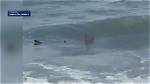 Shark Attacks Near Hilton Head 2024: Are You at Risk?