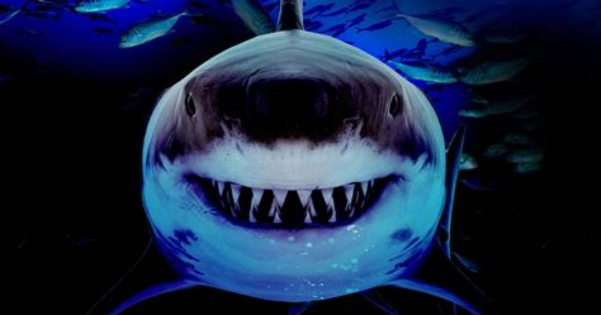 Sharks Scare Easily When They Face Undertakers