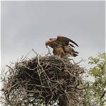 Tawny Kitesn: the Majestic Bird of Prey