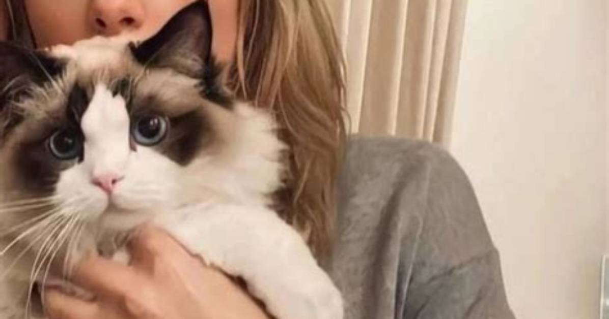 Taylor Swift's Beloved Feline Companions: a Guide to Her Purrfect Pets