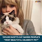 Taylor Swift's Beloved Feline Companions: a Guide to Her Purrfect Pets