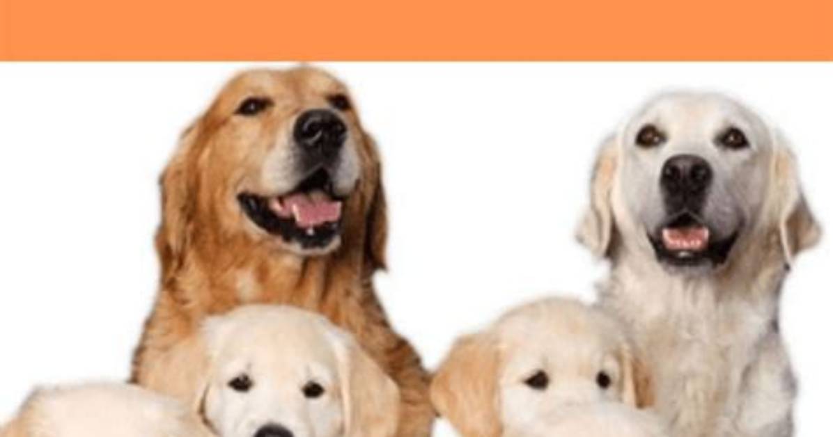 The Essential Guide to Breeding Dogs Successfully
