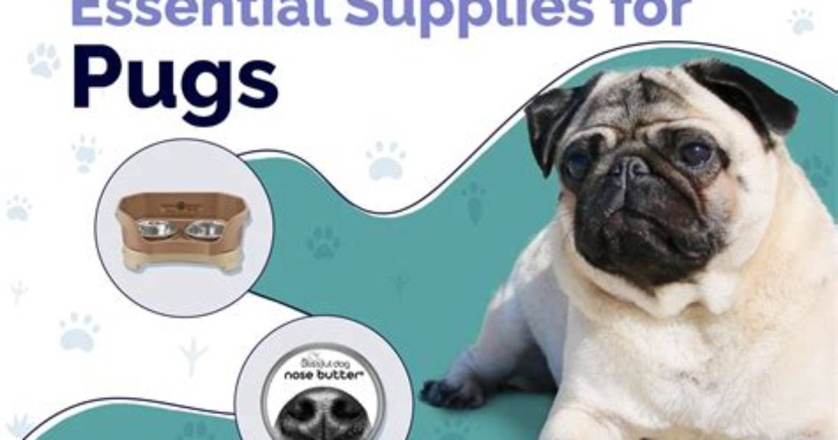 The Essential Guide to Pug Craniums: Shape, Features, and Health