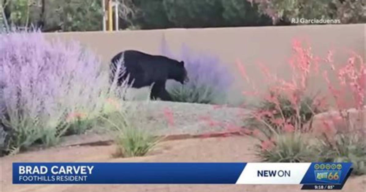 The Heights of Fame: Discovering the Bear Actor's Stature