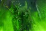 The High Sparrow's Impact on Game of Thrones