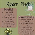 The Meaning and Symbolism Behind Spider Plants