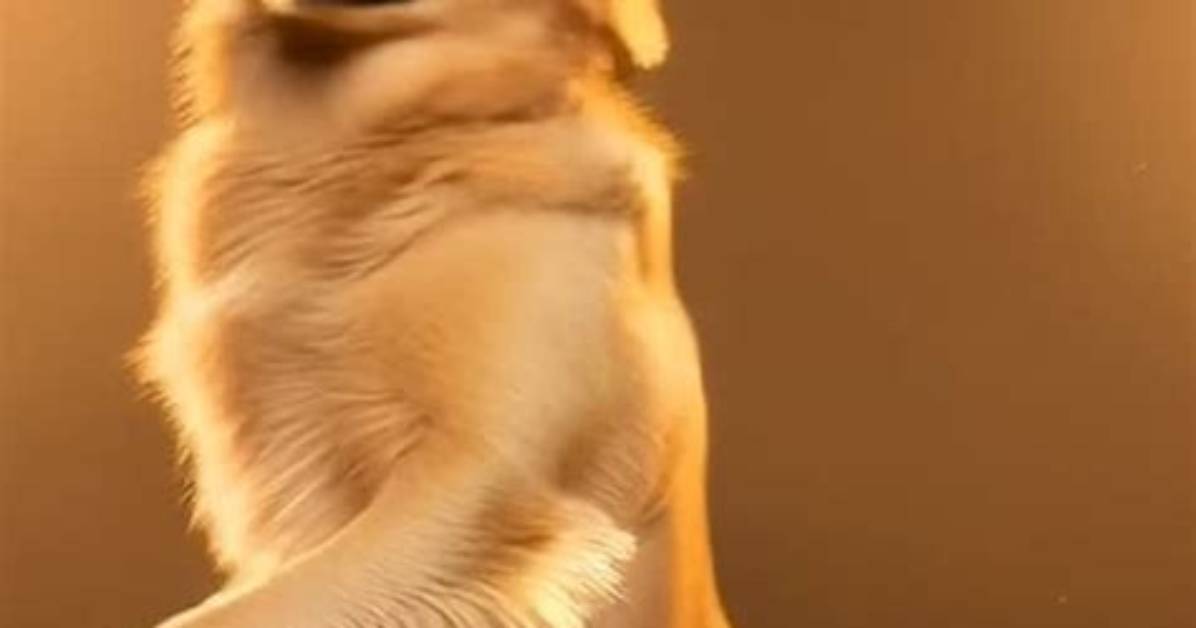 The Ultimate Guide to Dancing Golden Retrievers: Your Canine Dance Partner