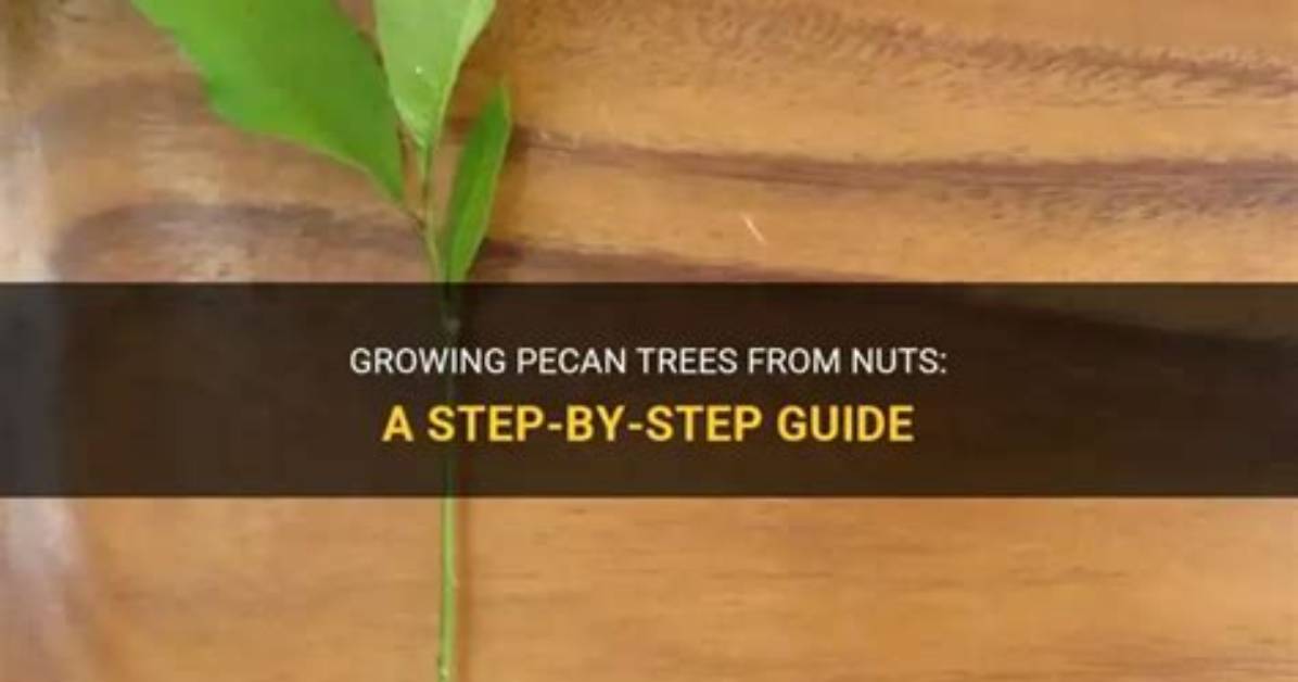 The Ultimate Guide to Growing Pecan Nuts: from Seed to Harvest