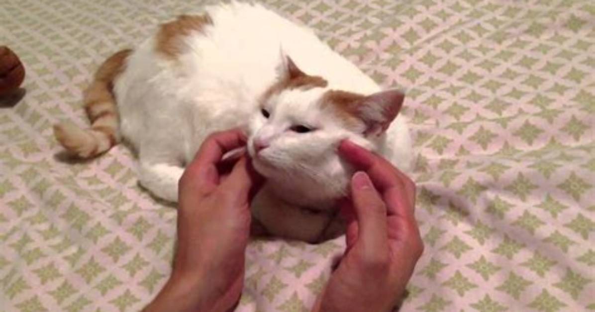The Ultimate Guide to Nikki Cat Suraj Dev: History, Beliefs, and Practices