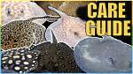 The Ultimate Guide to Pet Stingrays: Care, Feeding, and Safety Tips